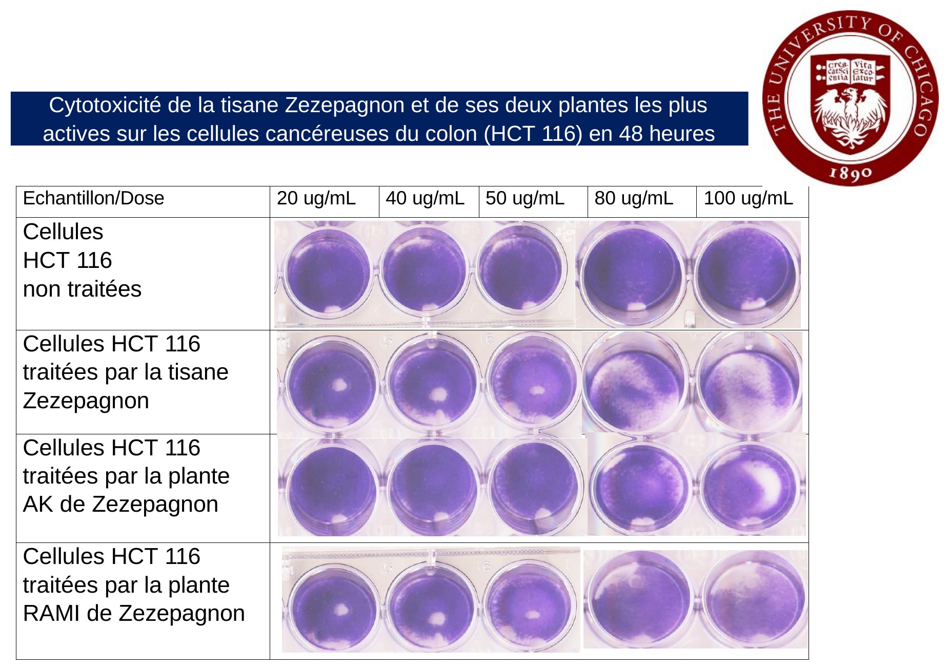 Cytotoxicité de la tisane Zezepagnon — diapositive 2
